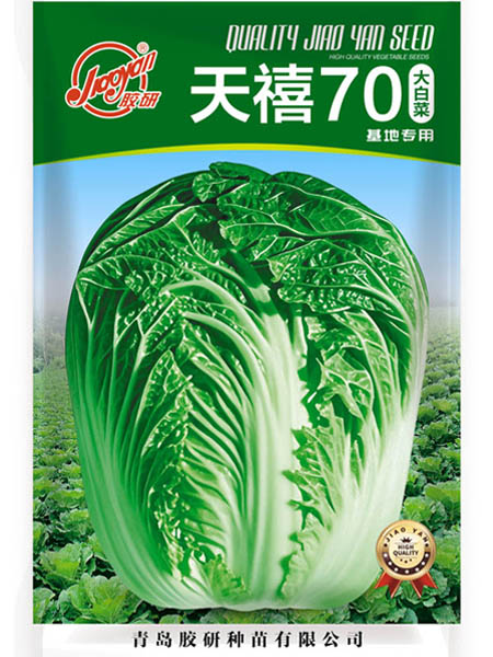 天禧70——秋播白菜